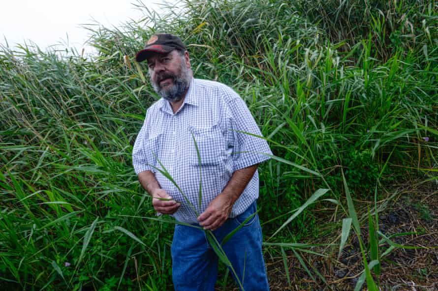 Elder Denis Rose in the Cumbungi bullrush at Tyrendarra.