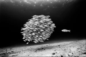 A parrot fish confronts a school of grey grunts off the Galapagos Islands