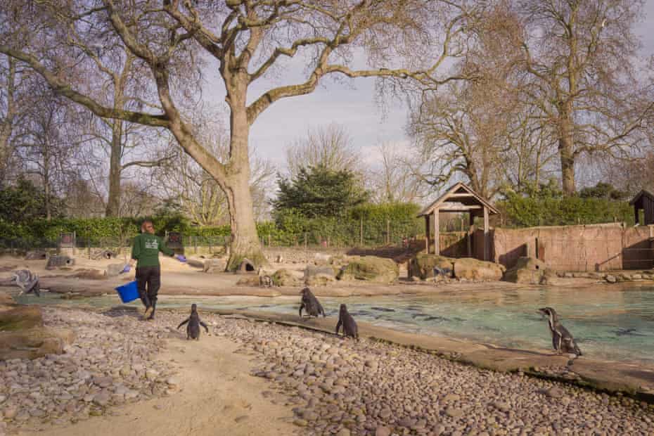 It’s feeding time for the penguins