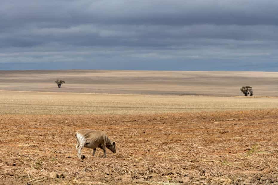 A lone cow on farm of Simon Wallwork and Cindy Stevens