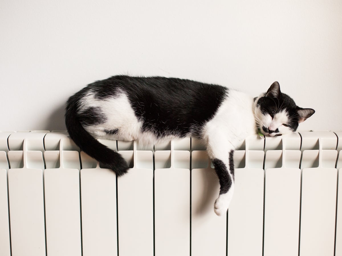 Want to save £240 a year? Stop leaving the central heating on for your pets  | Pets | The Guardian