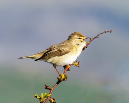 A willow warbler; Phylloscopus trochilus singing at Hodbarrow in Millom, Cumbria, UK.