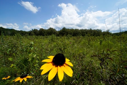 A black-eyed Susan flower grows in an open grassland area at the May Prairie State Natural Area in Manchester, Tennessee