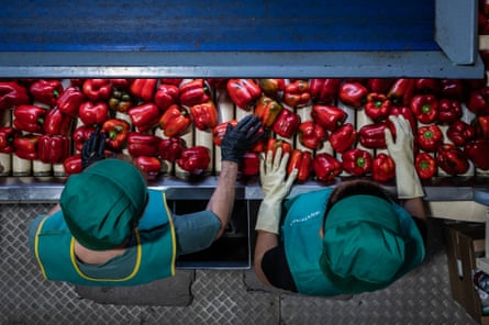Aerial shot of workers sorting red peppers on a conveyor belt