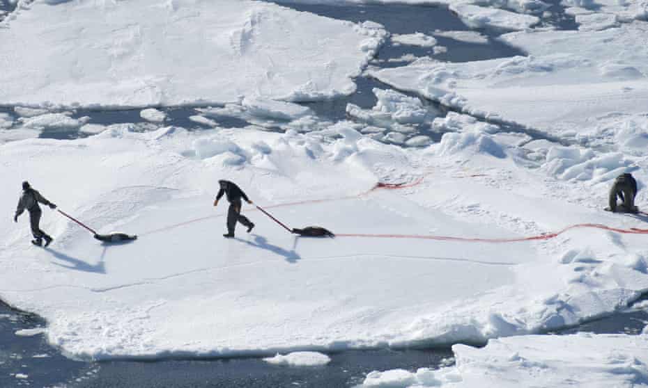 Canada’s annual seal hunt.