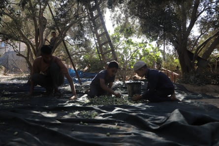 People sitting and sorting olives on cloths laid out on the ground