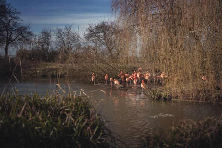 American flamingos at Whipsnade