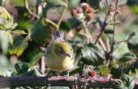 A small yellow bird with black/grey tail sits on a thorny branch