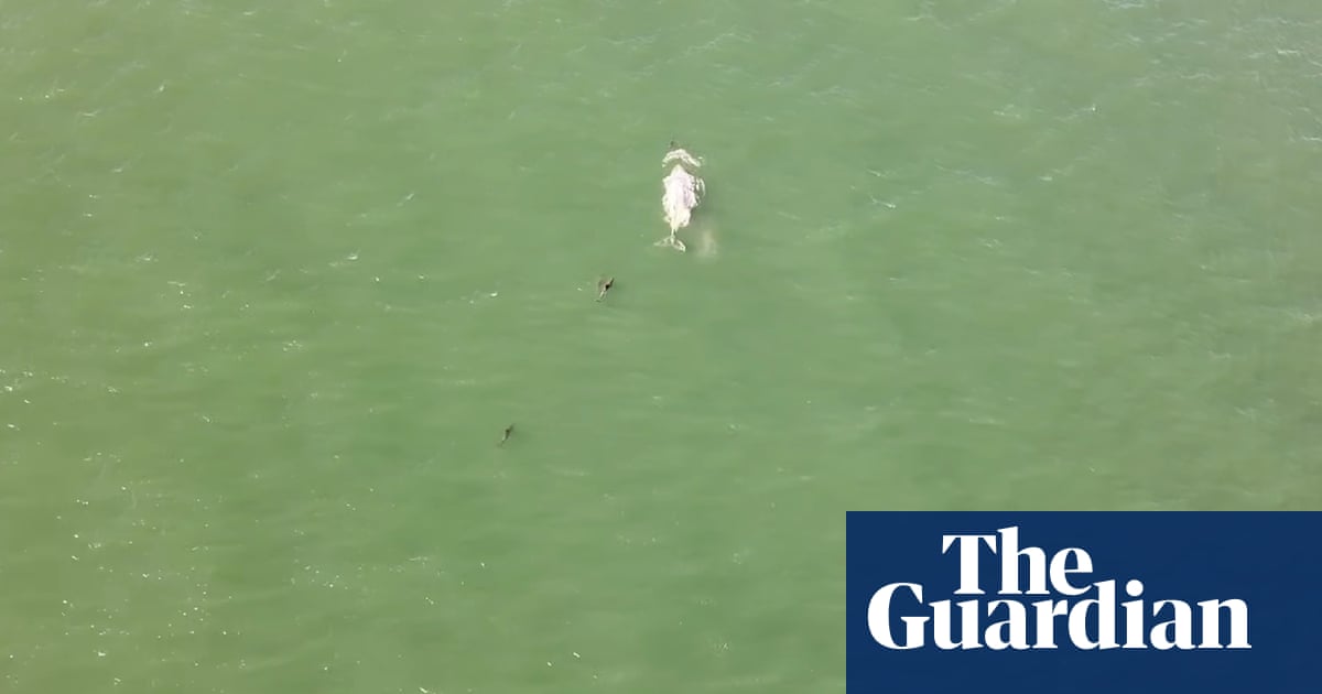 ‘Completely weird-looking’: rare all-white whale spotted off the coast of New South Wales