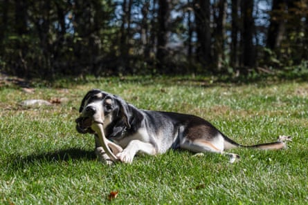A dog chewing on The Better Bone Soft Dog Chews