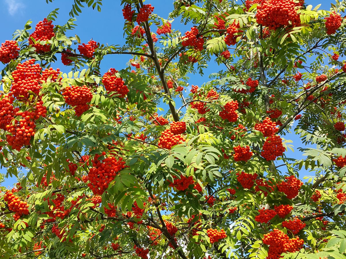 Grow Your Own Forest How To Plant Trees To Help Save The Planet Trees And Forests The Guardian