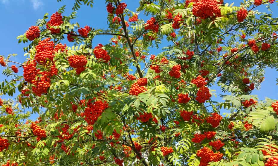 Smaller species such as the rowan tree are suitable for gardens.