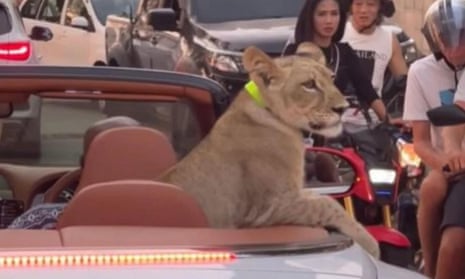 📺 Viral video blowback: Thai woman charged over lion cub filmed cruising resort in Bentley (theguardian.com)
