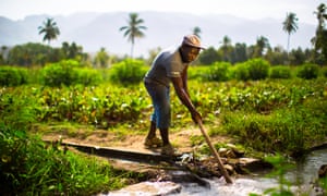 Timberland is exploring the idea of buying organic cotton from Haiti after a successful project helping local farmers plant trees.