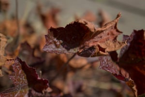 A close-up of a dried leaf, Regent’s Park