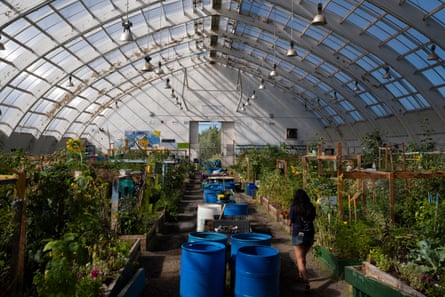 A woman walks through a large greenhouse, with plants growing all around her