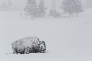 Bisonte nella neve
