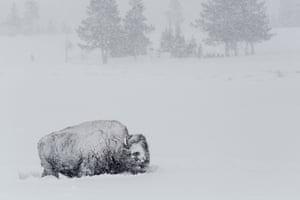 Bison in the snow