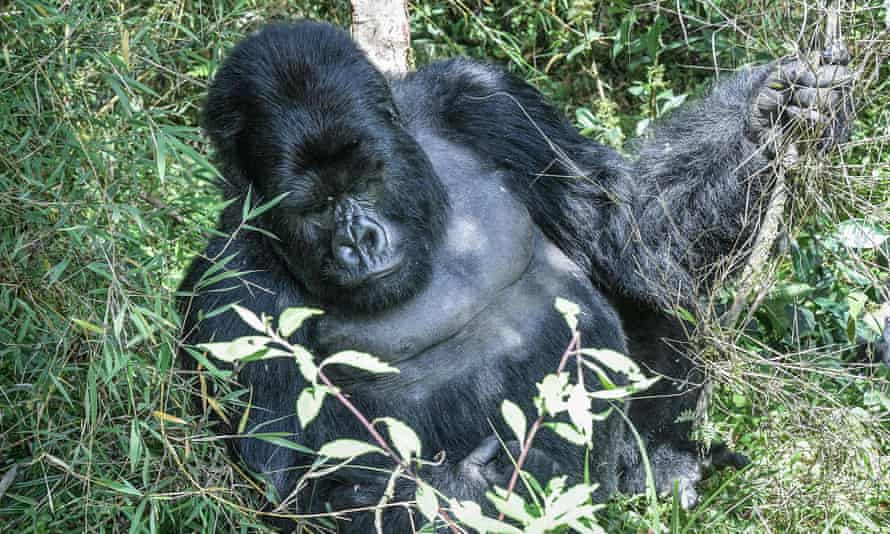 A silverback mountain gorilla in the Volcanoes National Park, Rwanda