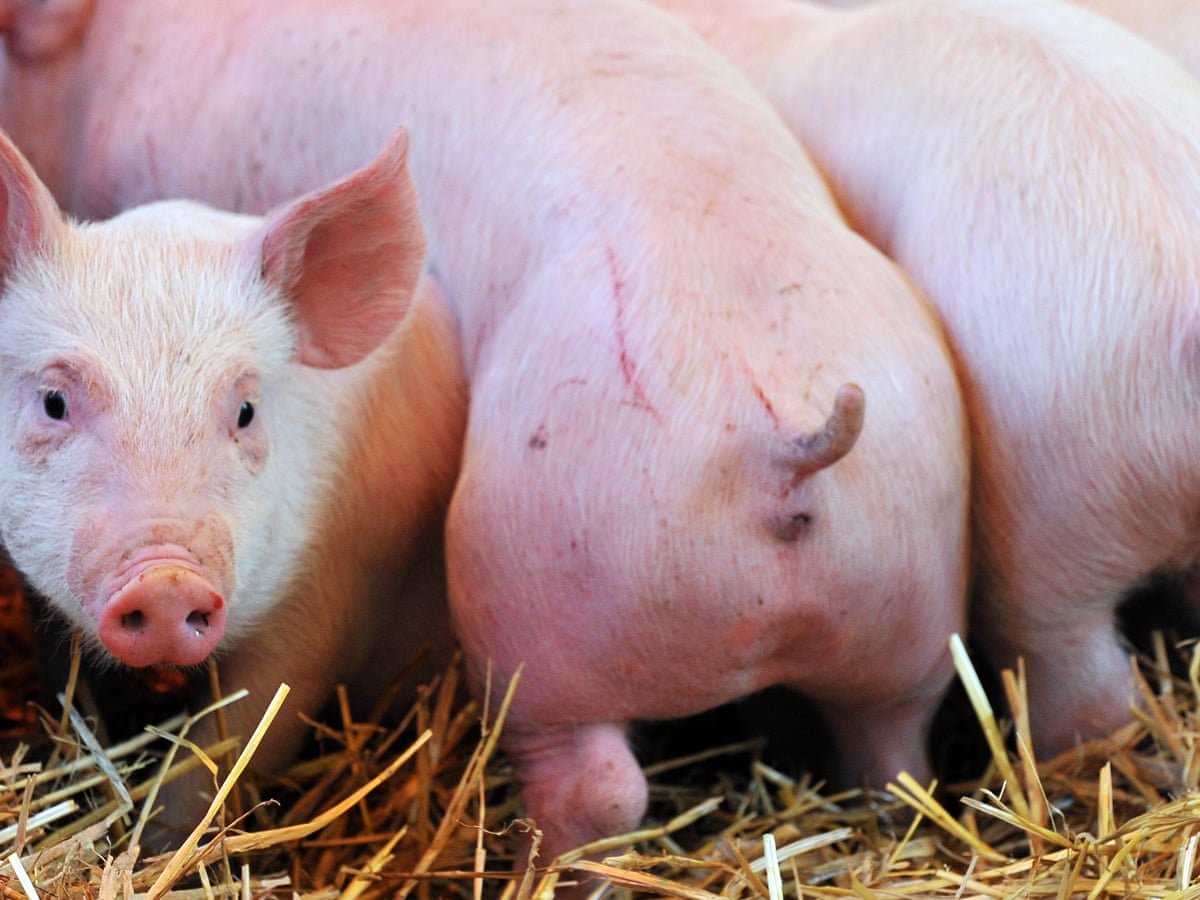 The Curse Of Tail Docking The Painful Truth About Italy S Pigs Environment The Guardian The Curse Of Tail Docking The Painful Truth About Italy S Pigs Environment The Guardian