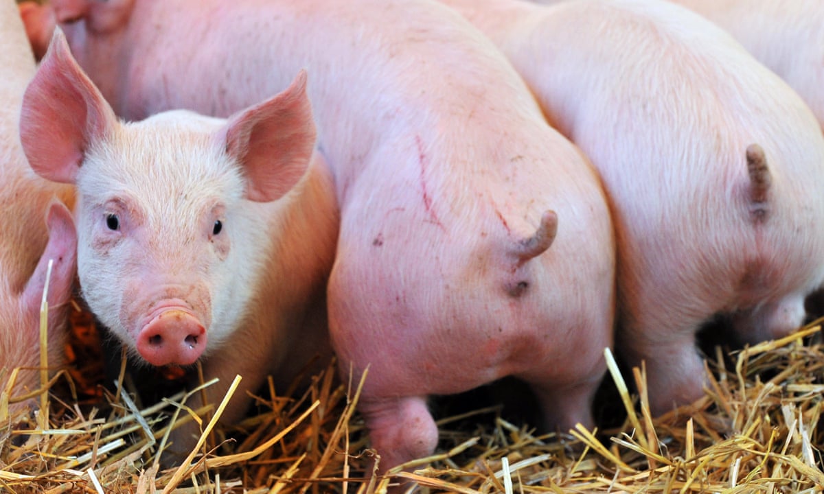 The curse of tail-docking: the painful truth about Italy's pigs |  Environment | The Guardian