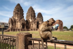 A monkey drinks from a packet of milk in front of the Prah Prang Sam Yod, a 13th-century temple, during the annual Monkey Buffet festival in Lopburi province, north of Bangkok