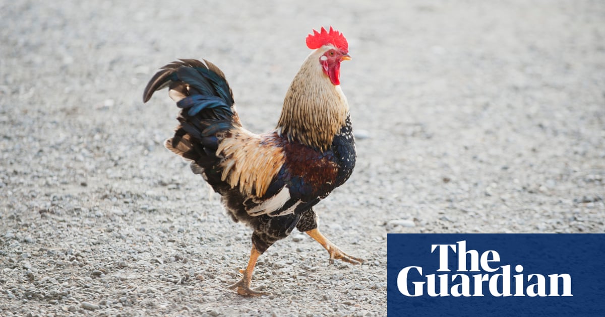 French rooster owner looks to new law to fight off noise complaint