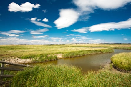 A creeksurrounded by reed beds
