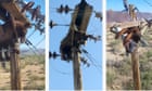 There's a bear in there: animal gets stuck up Arizona power pole - video
