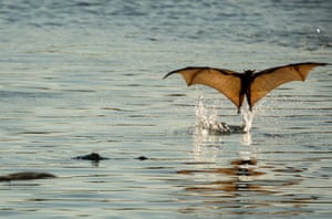 A colony of little red flying foxes in the Nitmiluk national park, at the mouth of Katherine Gorge in the Northern Territory, Australia. An estimated 40,000 to 50,000 little red flying foxes are calling the park home, as they follow blossoming eucalypts around the country.