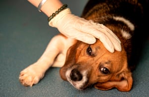 A technician lays her hand on a dog's head