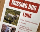 Luna, dog missing in Yellowstone for a month, is reunited with her owners