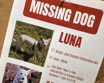 Missing dog poster.