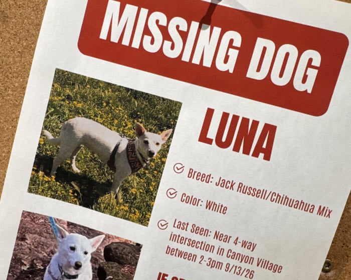 Luna, dog missing in Yellowstone for a month, is reunited with her owners
