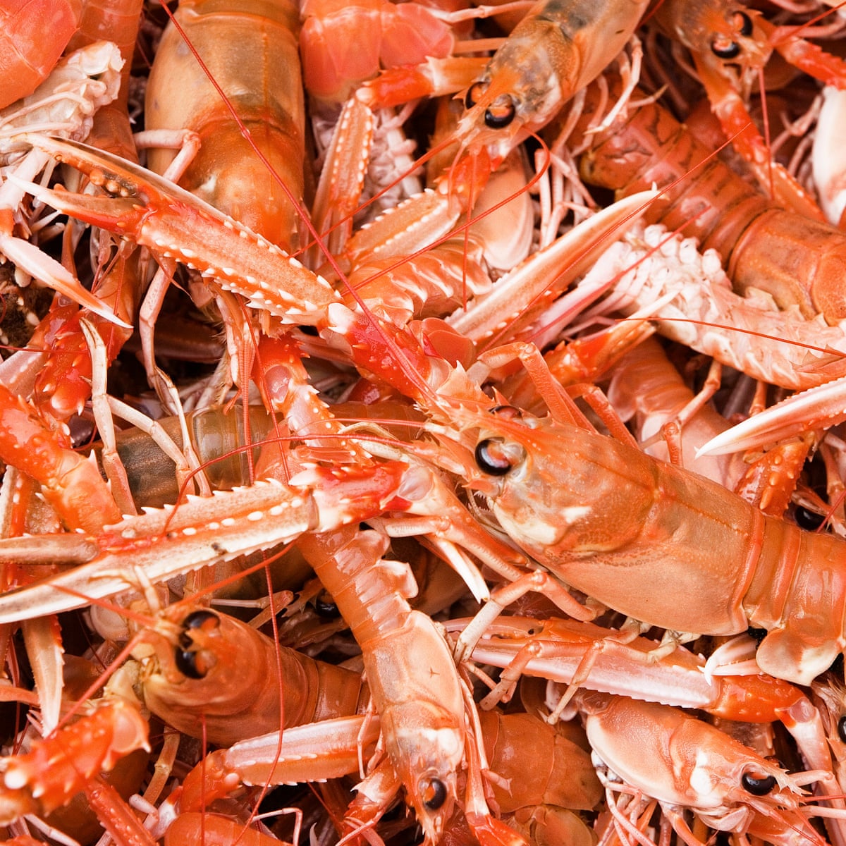 Costco And Cp Foods Face Lawsuit Over Alleged Slavery In Prawn Supply Chain Us News The Guardian Costco And Cp Foods Face Lawsuit Over Alleged Slavery In Prawn Supply Chain Us News The Guardian