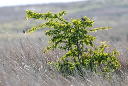 Two birds in a young tree growing amid tall grass.