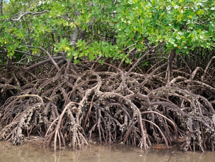 The barnacle-encrusted roots of mangrove trees on Pate Island part of the Lamu archipelago.