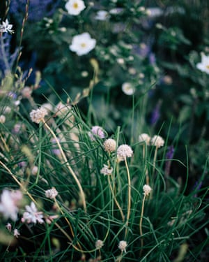 Detail of flowers