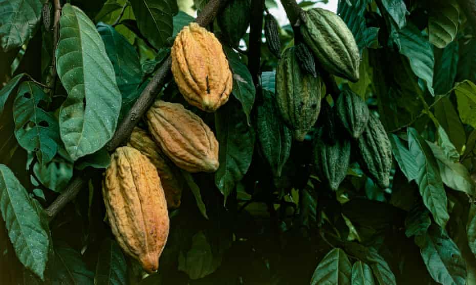 Cacao tree fruits, Togo. 