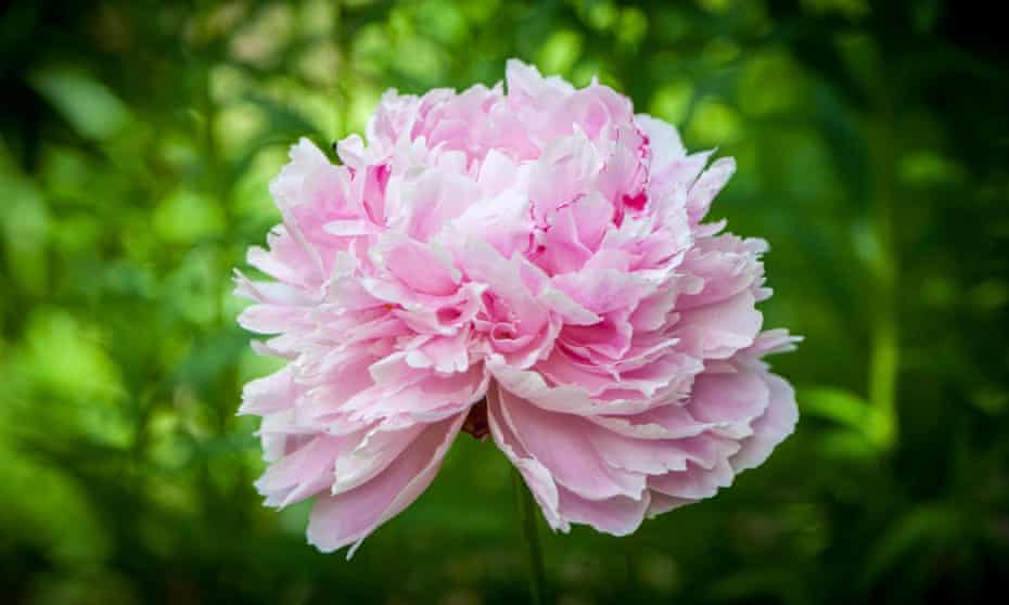 Ugly? Instagram favourite the peony.