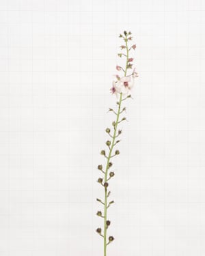 Flor silvestre mariposa Verbasco fotografada por Kathryn Martin