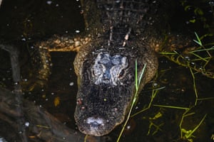 Um crocodilo é visto escondido sob um tronco de madeira nos pântanos Everglades, no parque nacional de Everglades, Flórida, EUA.