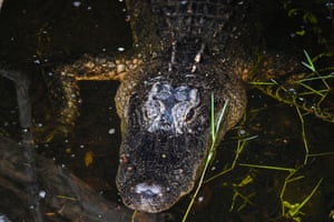 An alligator is seen hiding under a wood log in Everglades wetlands in Everglades national park, Florida, US.