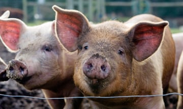 Two pigs with muddy faces on farm.