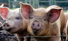 A very cute, healthy, pink adult pig with wide pointed ears, standing next to another cute adult pig, looks out at the camera over a low wire, appearing to be outdoors somewhere.