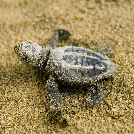 A newly hatched turtle on sand