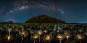 Paepalanthus at Moonlight: Veadeiros Tablelands, Brazil