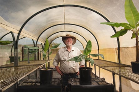 An older man in a white shirt stands smiling in a shadehouse between two young banana plants