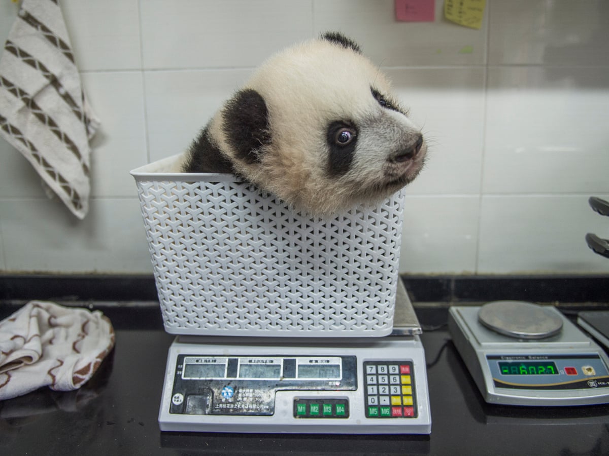 Born to be wild: the baby pandas destined for freedom | Giant ...