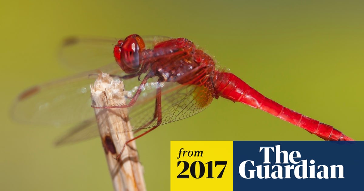Record Numbers Of Rare Migrant Dragonflies Spotted In The Uk